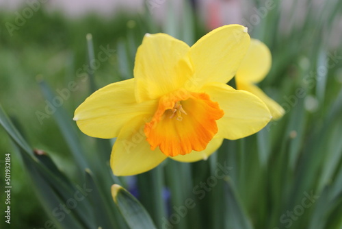 yellow daffodils in spring