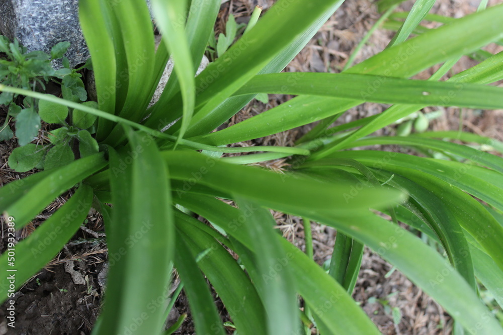 aloe vera plants aloe vera plants