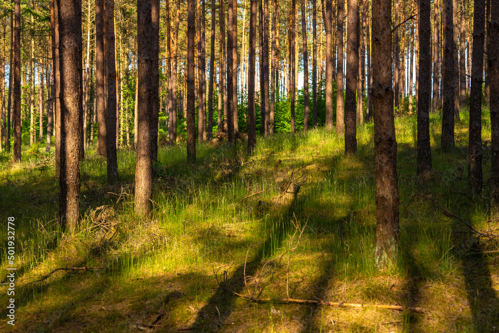 A burial ground near Wesiory village, Poland. A burial ground near Wesiory village, Poland.