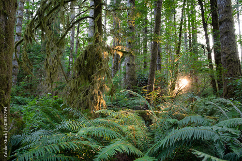 Pacific northwest forest with ferns