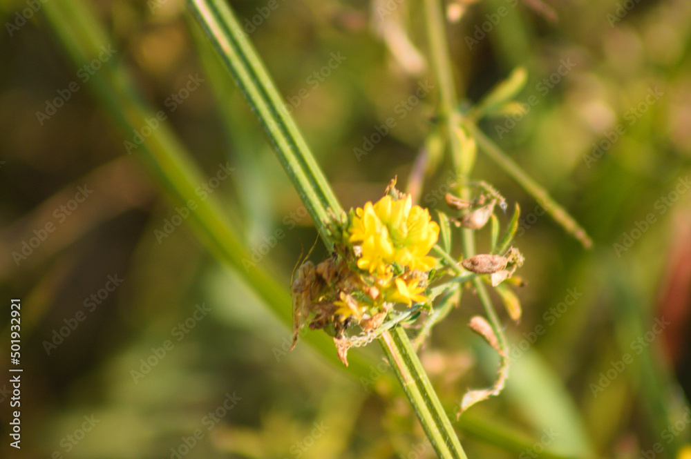 Closeup of hop trefoil flower with green blurred plants on background Closeup of hop trefoil flower with green blurred plants on background
