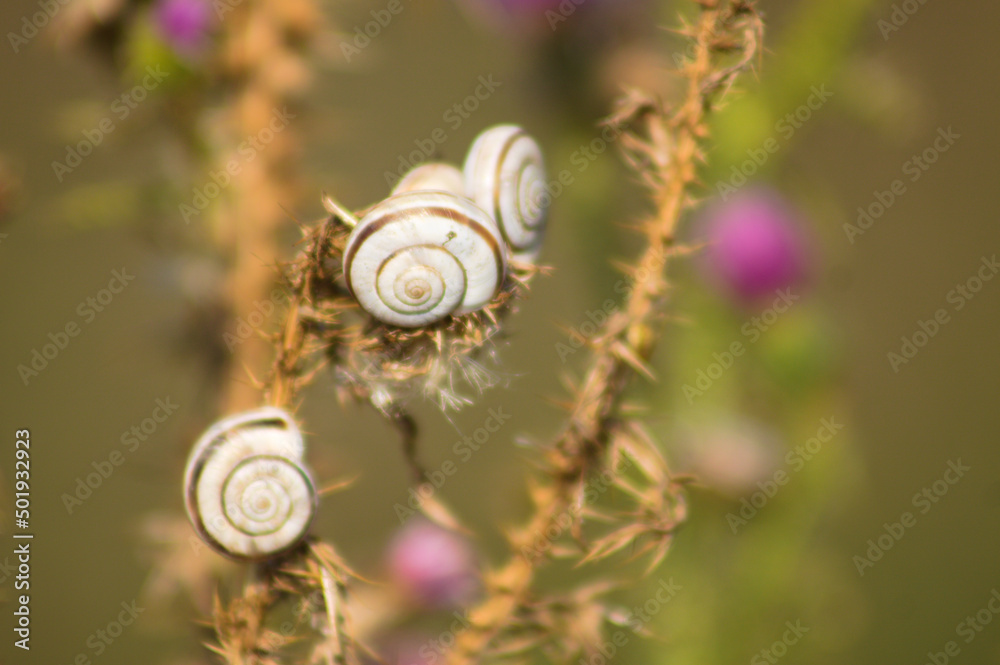 Closeup of white snails on plants with blurred plants on background Closeup of white snails on plants with blurred plants on background