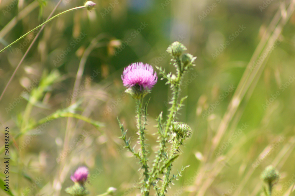 Closeup of spiny plumeless thistle flower with selective focus on foreground Closeup of spiny plumeless thistle flower with selective focus on foreground