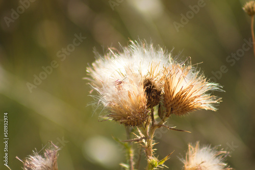 Closeup of fluffy bull thistle seeds with selective focus on foreground