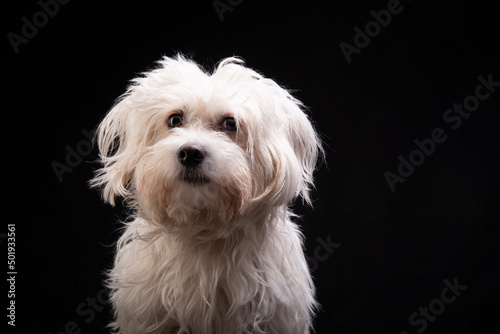 Maltese dog in black background
