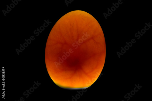 egg with chicken embryo inside. Fertilized egg.