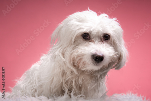 cute maltese dog in pink background