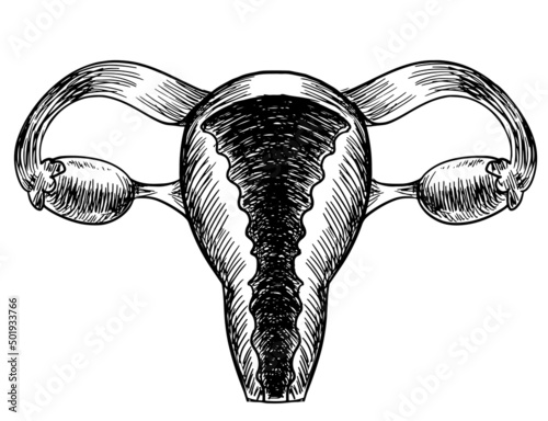 Ovaries and uterus of a woman in sketch style on a white background. Illustration of the human reproductive system. Stock vector image of women's health.