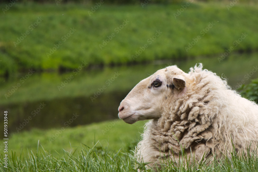 Schaf auf dem Deich