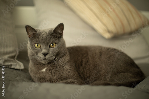 British shorthair cat lying on the bed
