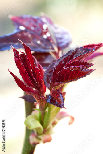 Fresh springing dark red Leafs