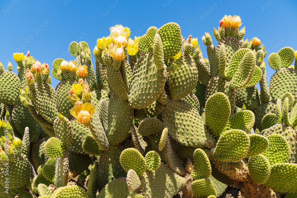 Prickly pear cactus blooming flowers in the spring southwest sonoran deserts of Phoenix, Arizona. Prickly pear cactus blooming flowers in the spring southwest sonoran deserts of Phoenix, Arizona.