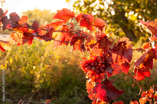 Grapevine with red disti and bunches of red grapes in a vineyard at sunset. photo