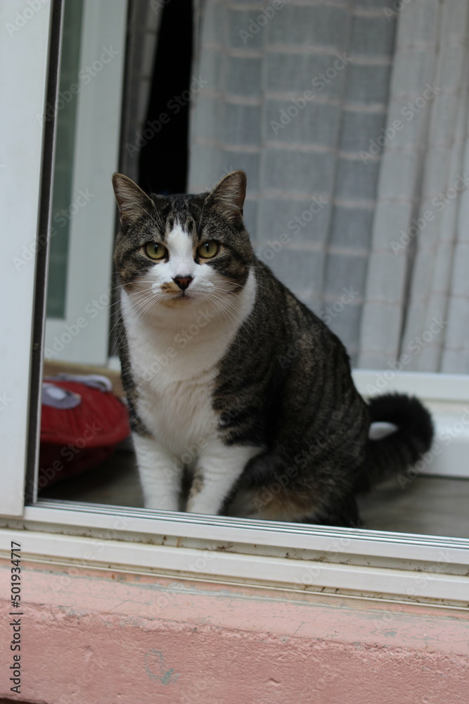 chat sur une fenêtre