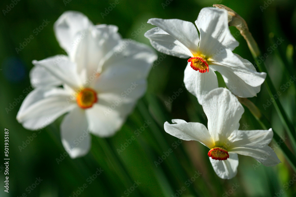 White and yellow narcissus on black background White and yellow narcissus on black background