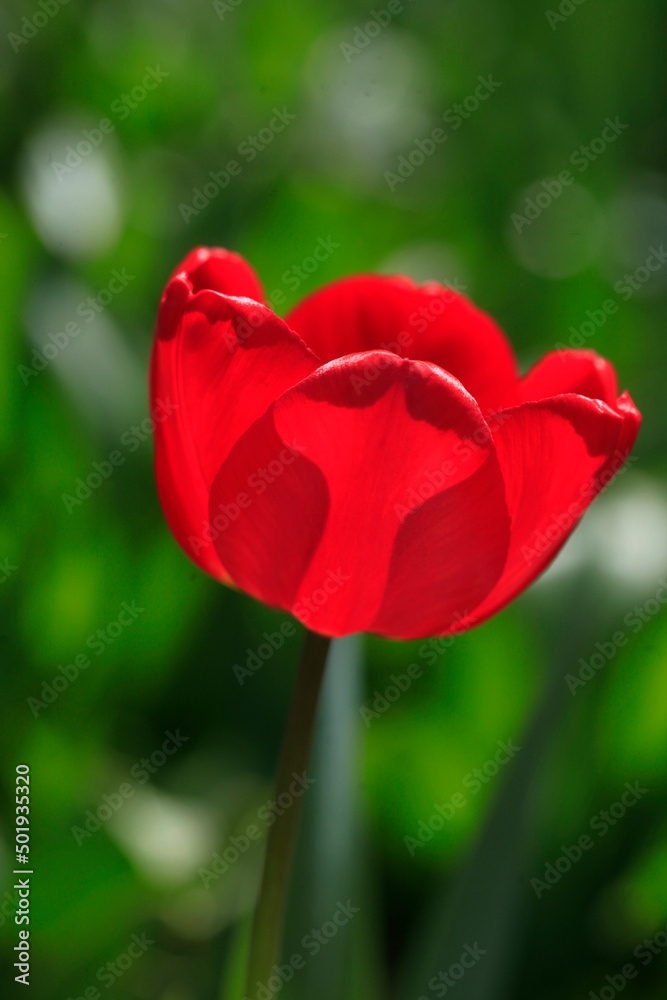 Red tulips on nature background Red tulips on nature background