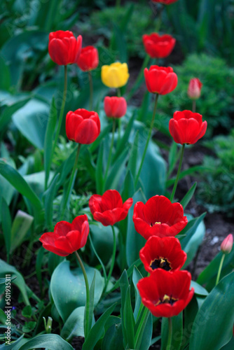 Red tulips on nature background
