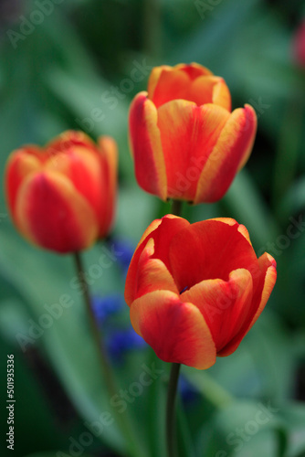 Red tulips on nature background © olena