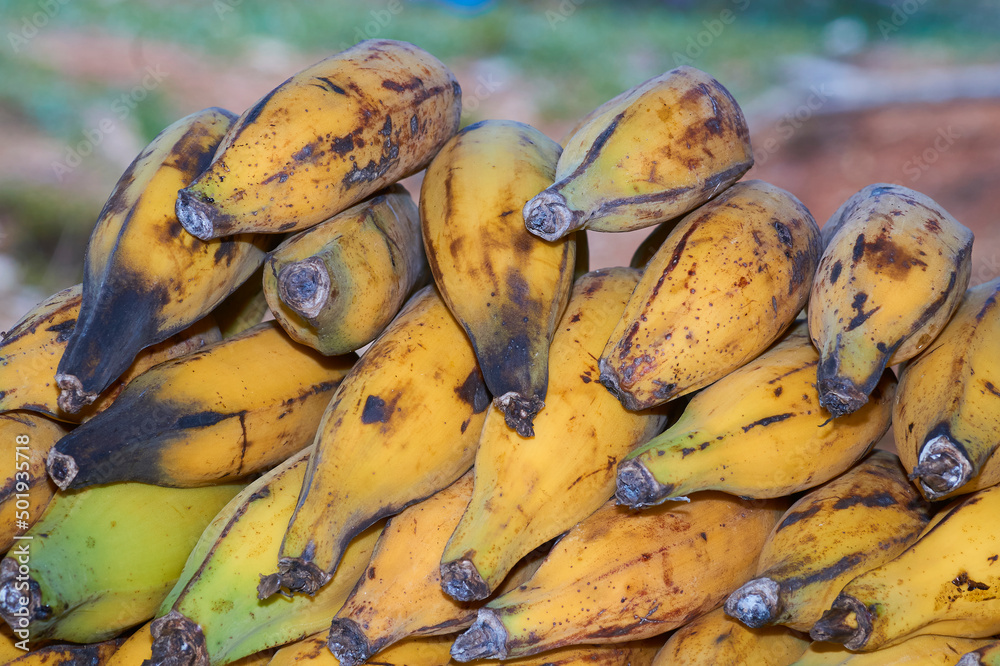 Plátanos maduros, plátano orgánico, natural, amarillo natural con fondo