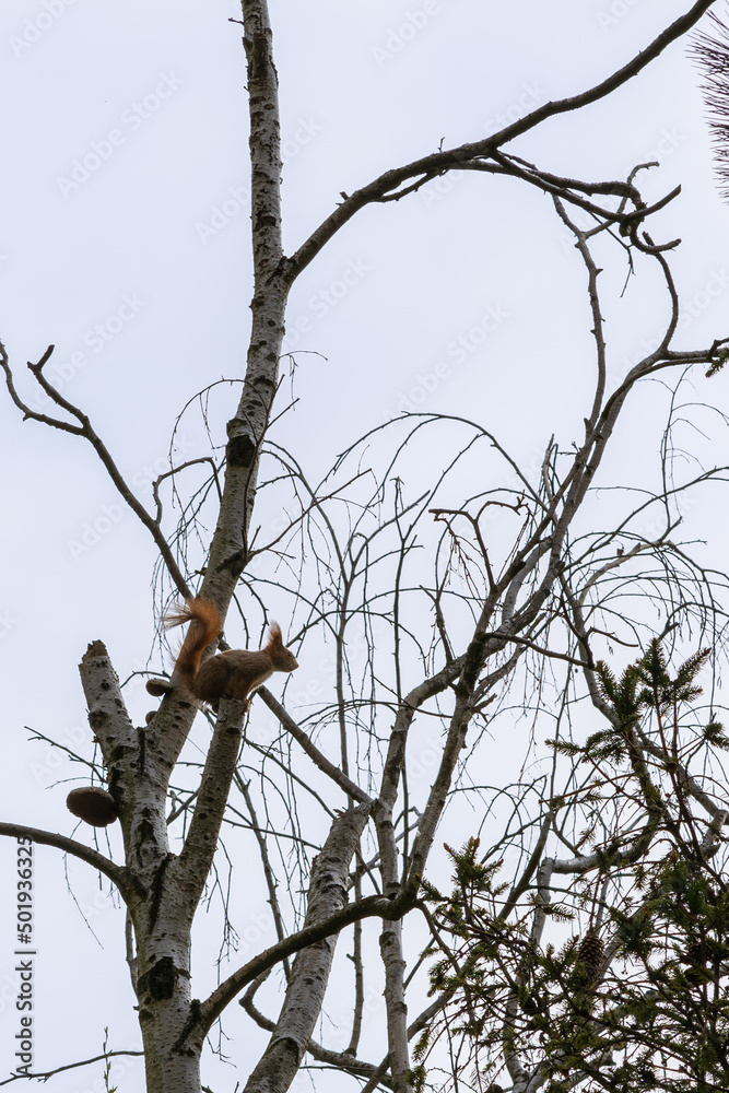 A squirrel on a withered birch branch is preparing to jump, backlit sunlight, environmental issues A squirrel on a withered birch branch is preparing to jump, backlit sunlight, environmental issues