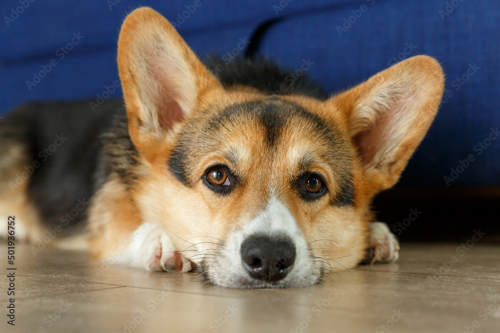 Portrait of a Cute Welsh Corgi lying on a floor looking in the camera. Portrait of a Cute Welsh Corgi lying on a floor looking in the camera.
