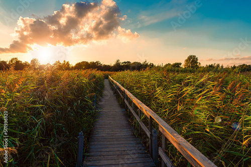 A wooden path with a handrail, through a pond with grass and reeds near a green meadow, going towards the forest at sunset. Copenhagen, Denmark