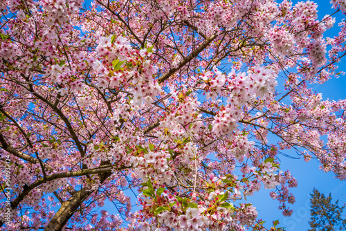 White and pink flowers. Beautiful nature scene with a flowering tree. Spring flowers. Beautiful garden