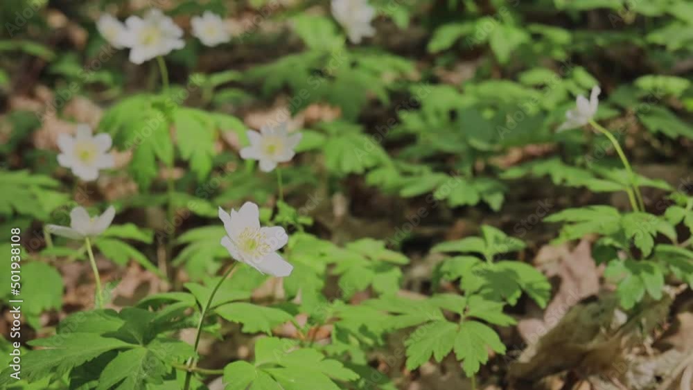Spring flower bloomed in the woods. Spring flower bloomed in the woods.