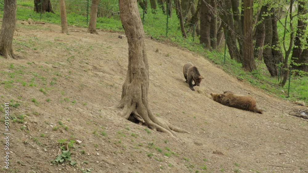Two young bears play and grow up in the spring.