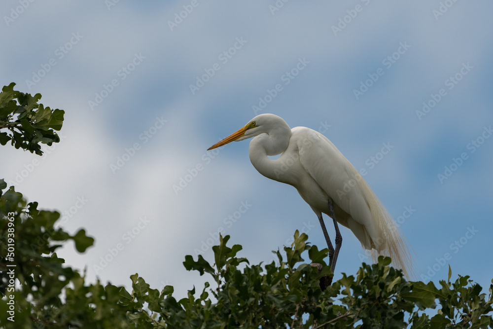 White Egret in the trees with blue sky peeking through clouds White Egret in the trees with blue sky peeking through clouds