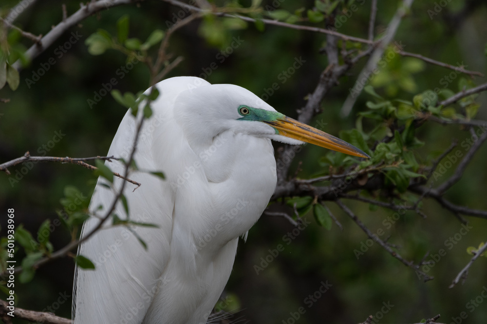Great White Egret surround by branches on its perch in a tree Great White Egret surround by branches on its perch in a tree