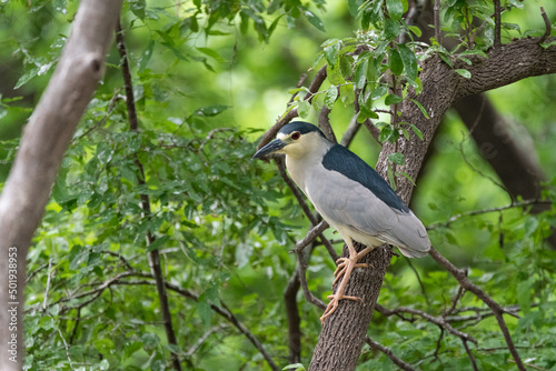 Black-crowned Night Heron perched on a tree branch in the woods