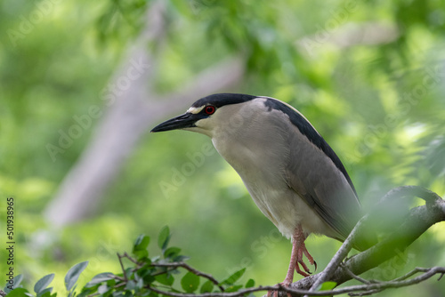 Profile of a Black-crowned Night Heron perched on a tree branch