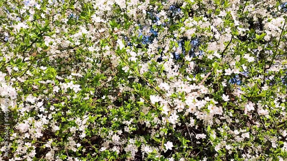 White blooming cherry flowers and buds on branch with green leaves close-up.Lots of white flowers in sunlight spring sunny day. Beautiful natural background from cherry blossom tree. White blooming cherry flowers and buds on branch with green leaves close-up.Lots of white flowers in sunlight spring sunny day. Beautiful natural background from cherry blossom tree.