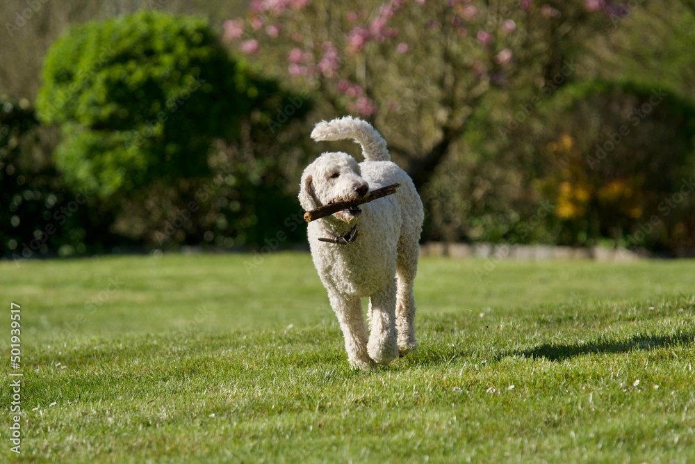 Beautiful royal white poodle dog running in a nice garden with a piece of wood in the mouth. It’s spring and we see in the background a pink magnolia tree in bloom. Beautiful royal white poodle dog running in a nice garden with a piece of wood in the mouth. It’s spring and we see in the background a pink magnolia tree in bloom.