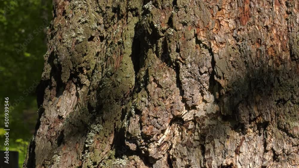 SouSouthern Urals, Bashkortostan. The trunk of the old-aged larch near the Kyzlar-Birgan village. SouSouthern Urals, Bashkortostan. The trunk of the old-aged larch near the Kyzlar-Birgan village.
