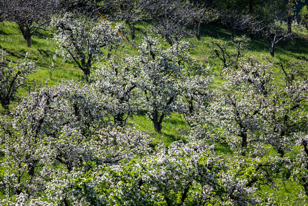 An Apple Orchard in the Mountains waiting to be Pollinated to grow Fruit An Apple Orchard in the Mountains waiting to be Pollinated to grow Fruit