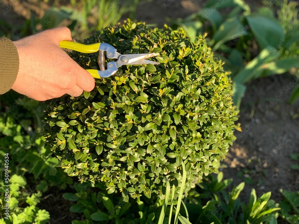 A closeup on trimming, cutting, pruning evergreen boxwood, buxus shrub