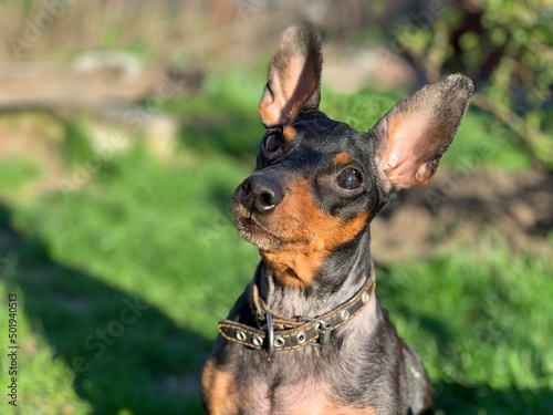 Black and tan miniature pinscher in spring time. German Miniature Pinscher sits outdoors on a green background. Smart and cute pinscher with funny ears and round eyes.