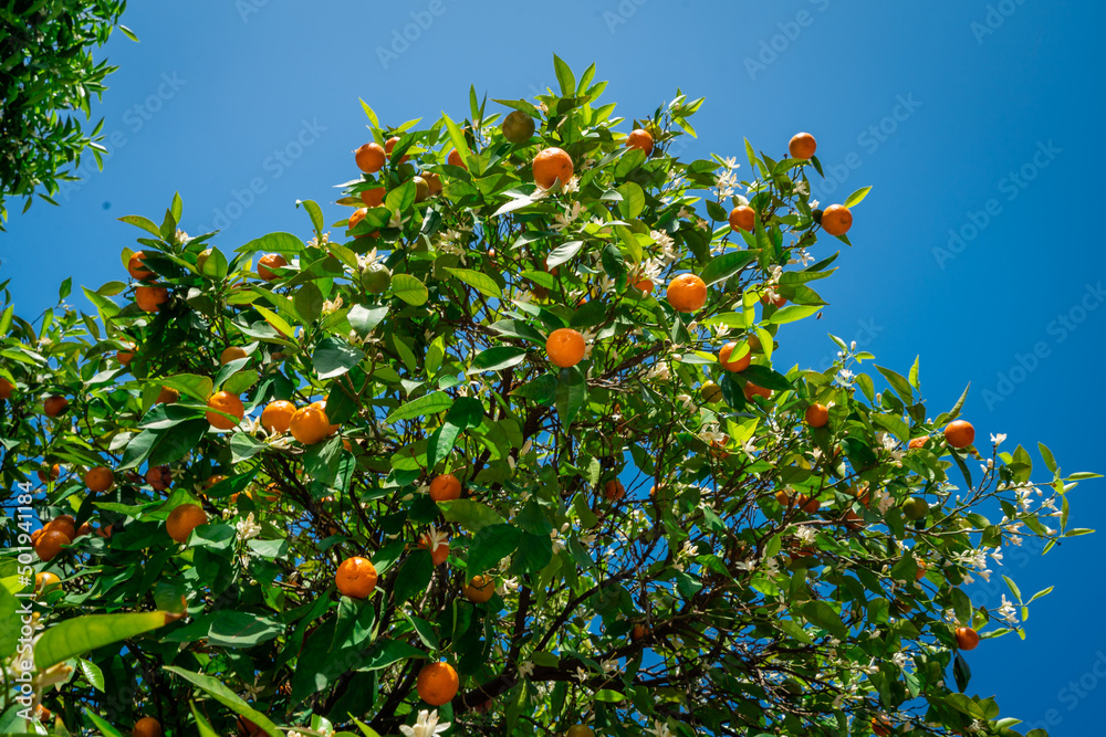 clementines ripening on tree against blue sky. Tangerine tree. Oranges on a citrus tree clementines ripening on tree against blue sky. Tangerine tree. Oranges on a citrus tree