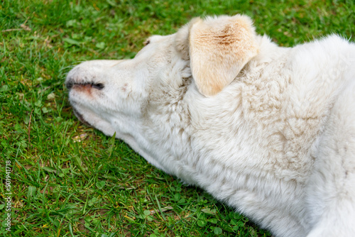 A beige labrador is lying on the grass © Wioletta