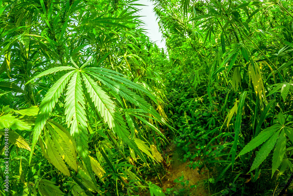 Fototapeta premium Champ de chanvre (Cannabis sativa L.)