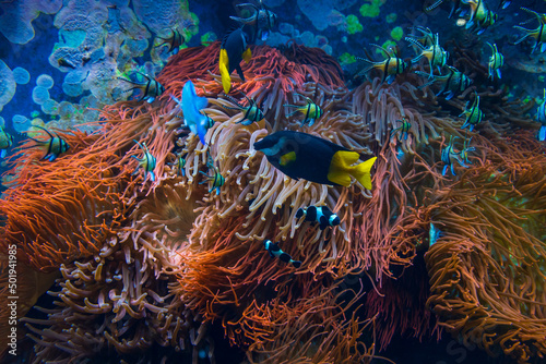Fototapeta Naklejka Na Ścianę i Meble -  Tropical fishes in blue water with coral reef