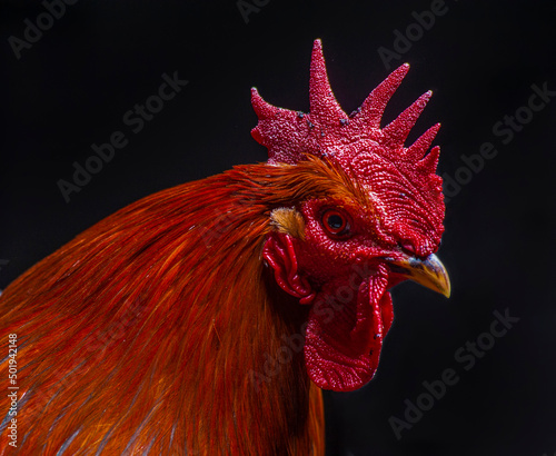 close-up portrait of a serious brown rooster with a red comb looking at the camera on a black background photo