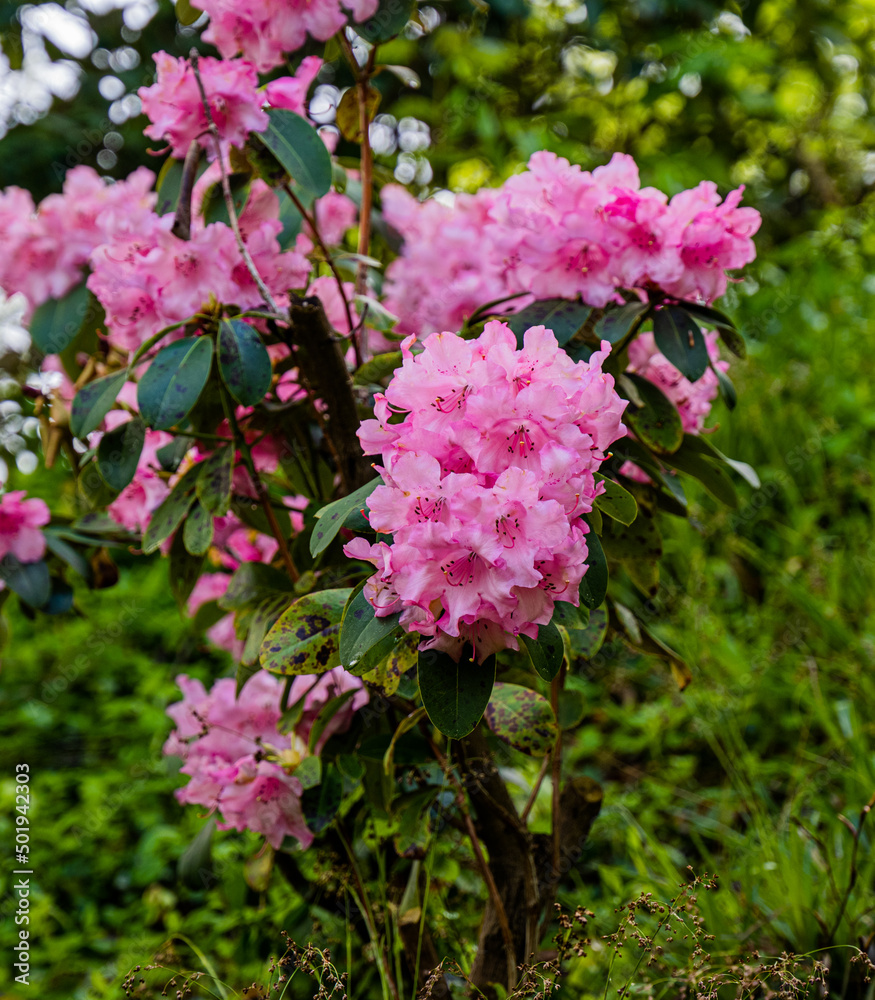 Close up of Rhododendron flowers. Baden-Baden, Baden Wuerttemberg, Germany Close up of Rhododendron flowers. Baden-Baden, Baden Wuerttemberg, Germany
