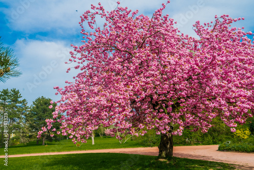 Japanese cherry sakura with pink flowers in spring time on green meadow.