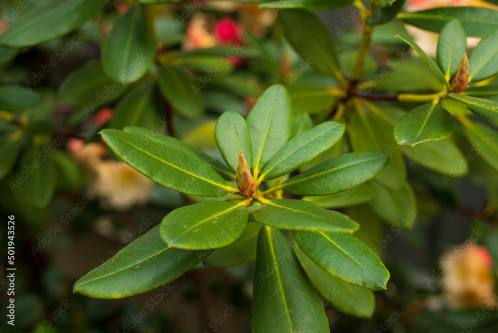 rhododendron unopened with green flower buds rhododendron unopened with green flower buds