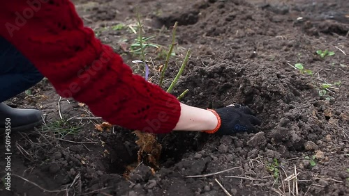 Gardener transplants rose bush into rich soil adding fertilizer and watering shrub. Spring gardening outdoor work.