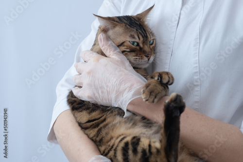 An upset cat in the arms of a veterinarian. The animal doesn't like it. The concept of visiting a veterinary clinic. There's room for text photo