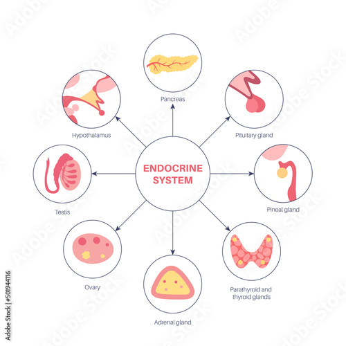 Human endocrine system